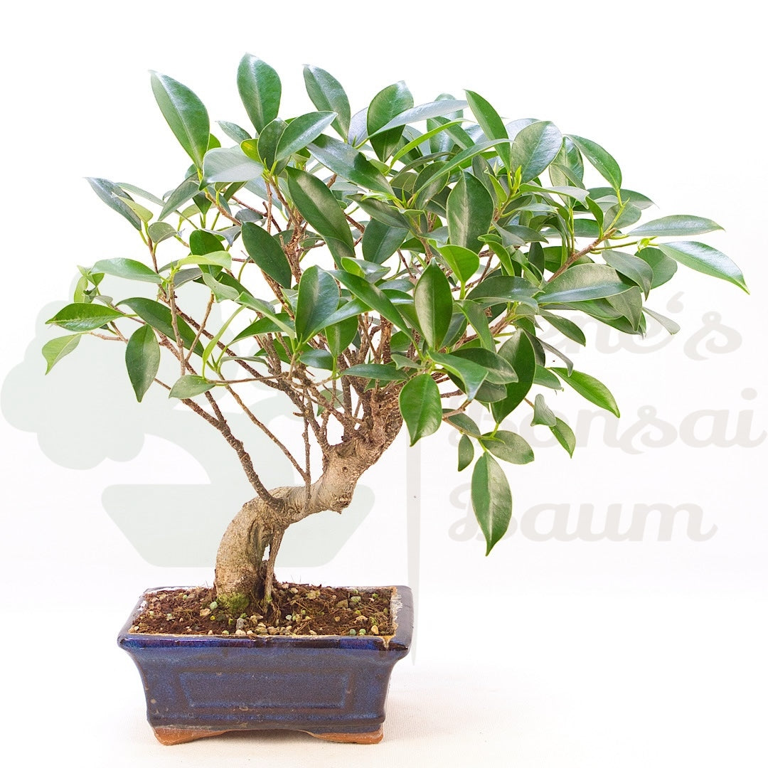 Chinesische Feige 'Ficus Retusa'